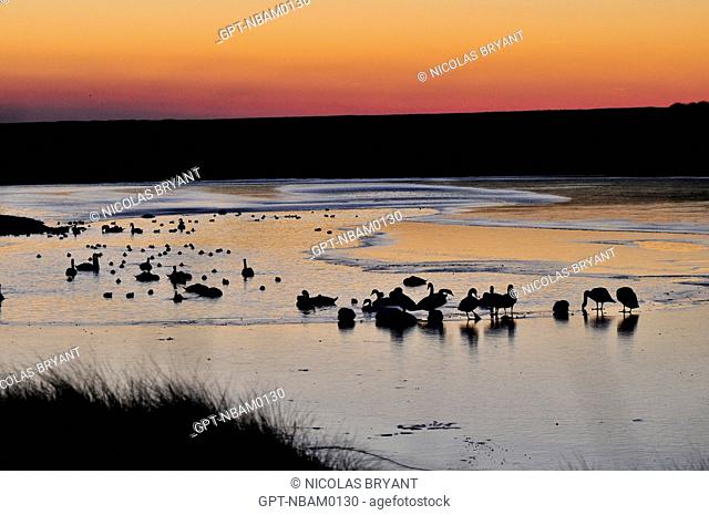 SWANS AND EURASIAN COOTS ON A LAKE IN HABLE D'AULT, PROTECTED NATURE RESERVE, SOMME 80, FRANCE