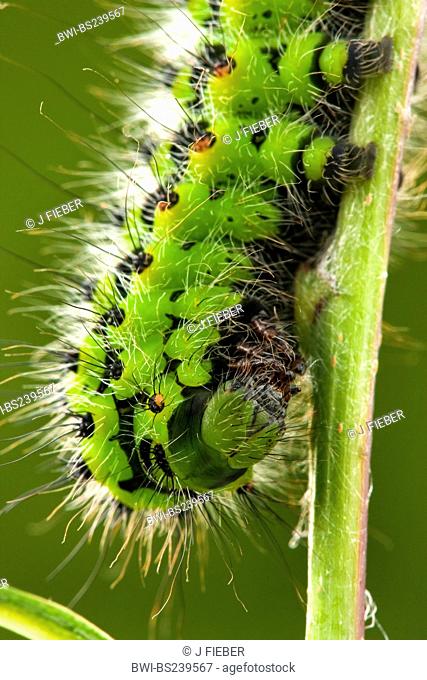 emperor moth Saturnia pavonia, Eudia pavonia, caterpillar at a sprout, Germany, Rhineland-Palatinate