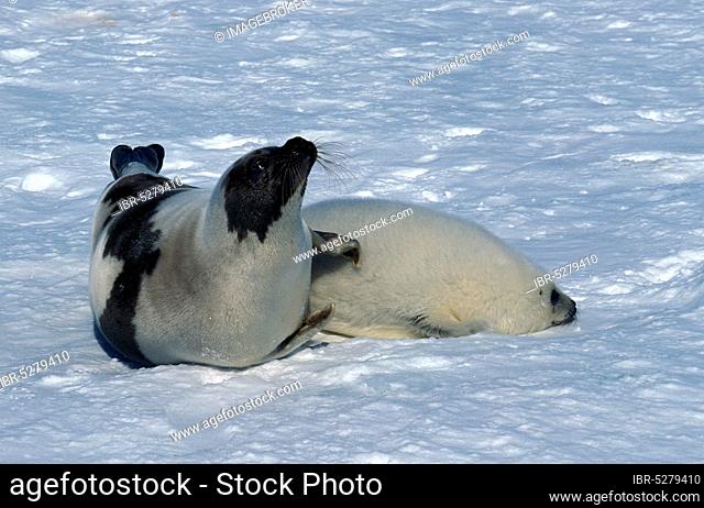 HARP SEAL (pagophilus groenlandicus), FEMALE WITH PUP ON ICE FIELD, MAGDALENA ISLAND IN CANADA