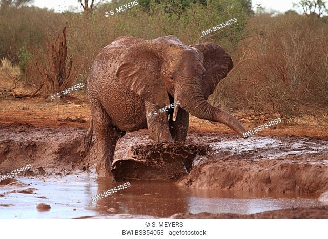 African elephant (Loxodonta africana), taking a mud bath at a water hole in ferrous red soil, Kenya, Tsavo East National Park
