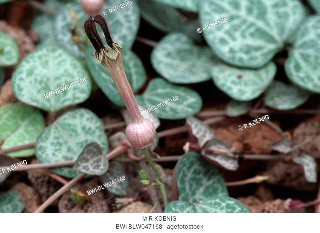 String of Hearts, Rosary Vine Ceropegia woodii, Ceropegia linearis ssp. woodii