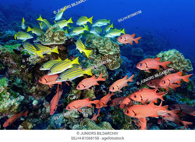 Blotcheye Soldierfish (Myripristis berndti) and Blue-and-gold snapper (Lutjanus viridis). Fishes in coral reef, Cocos Island, Costa Rica, Pacific Ocean