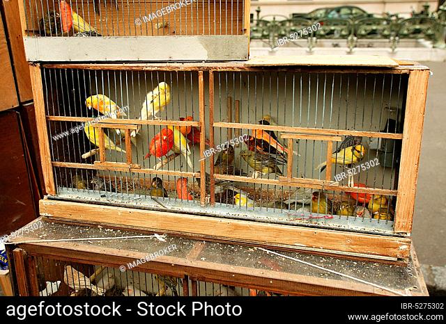 Bird market on the Ile de la Cite in Paris, birds in cages