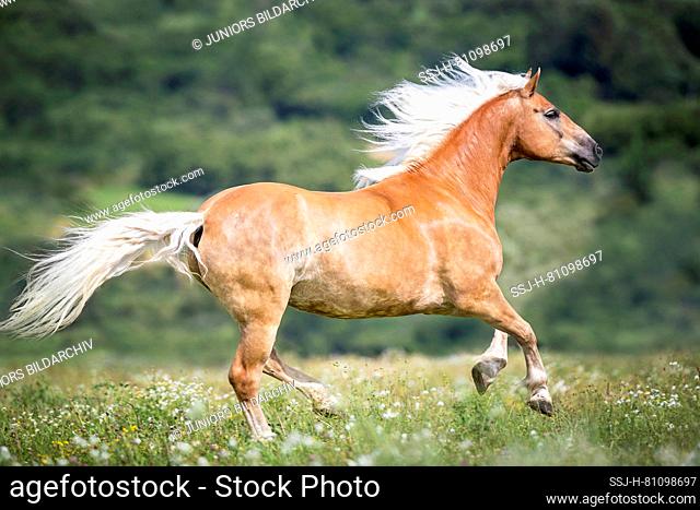 Haflinger Horse. Chestnut gelding galloping in a flowering meadow. Germany