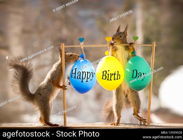 red squirrels standing with happy birthday balloons