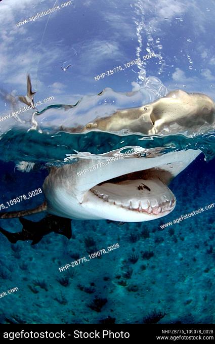 Lemon shark at the surface  Date: 07/11/2003  Ref: ZB775-109078-0028  COMPULSORY CREDIT: Oceans Image/Photoshot