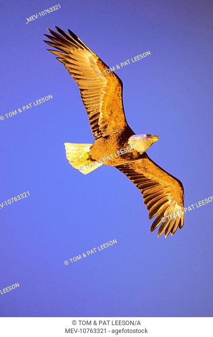 Bald Eagle - In flight, wings are picking up color from late evening sun (Haliaeetus leucocephalus)