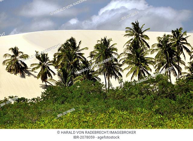 Palm trees in a shifting dune on the beach, Jericoacoara, Ceará, Brazil, South America