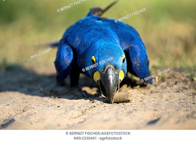 Hyacinth macaw (Anodorhynchus hyacinthinus), collecting piece of wood on the ground, Mato Grosso du Sul, Brazil