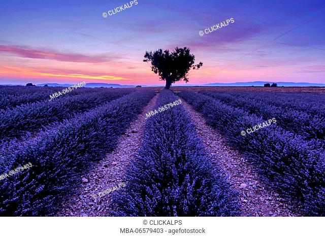Shortly after sunset among the lavender fields, Valensole, Provence, France