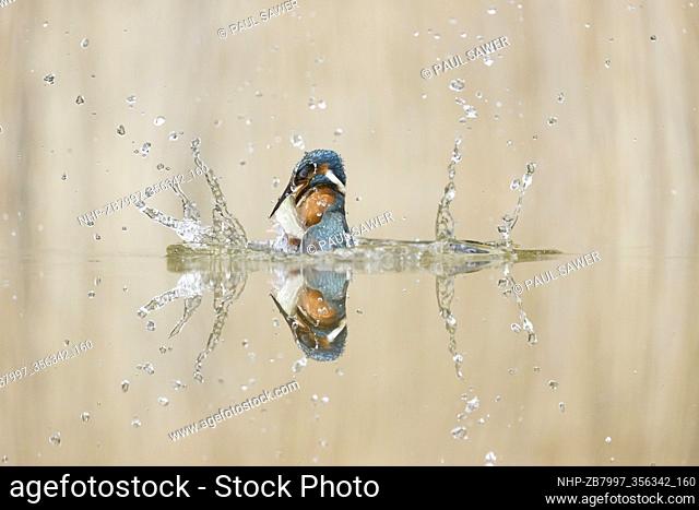 Common Kingfisher (Alcedo atthis) adult male emerging from dive with Common Rudd (Scardinius erythropthalamus) prey in beak, Suffolk, England, June