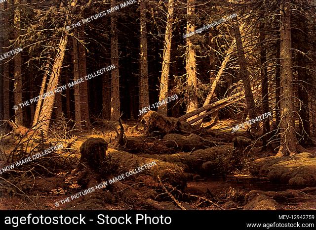 Windfallen Wood