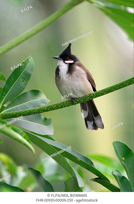 Red-whiskered Bulbul Pycnonotus jocosus pattani adult, perched in tree, Northern Thailand, november