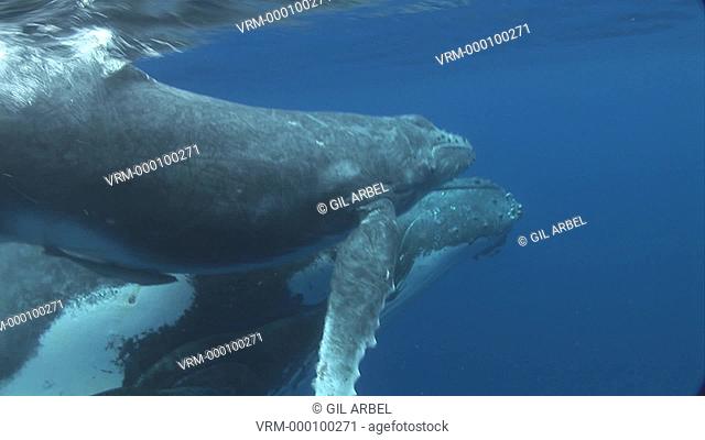 Humpback whales Megaptera novaeangliae, mother and calf. Tonga. South Pacific
