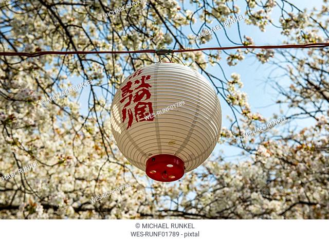 Japan, Kumamoto, lampion hanging at blossoming cherry tree