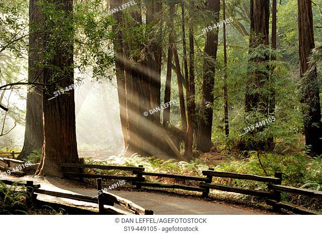 Muir Woods National Monument. California. USA