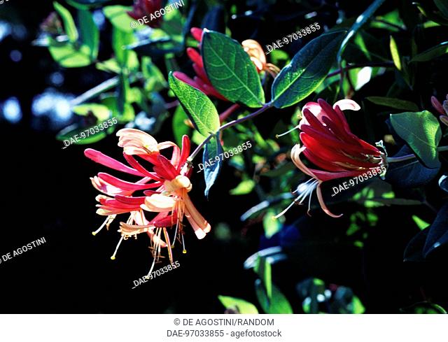 Everblooming Honeysuckle (Lonicera x heckrottii), Caprifoliaceae