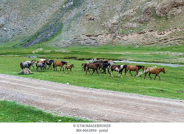 Horses running free along a mountain river, Naryn Province, Kyrgyzstan