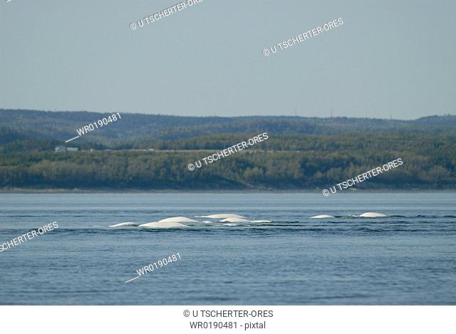The white bodies of a group of Beluga whales Delphinapterus leucas breaking the surface of the calm water These beluga whales that live in the St Lawrence