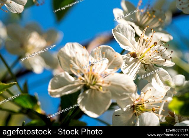 Kirschblüte zur Frühlingszeit
