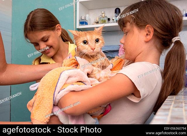 Mom and children wipe a wet domestic cat with a towel