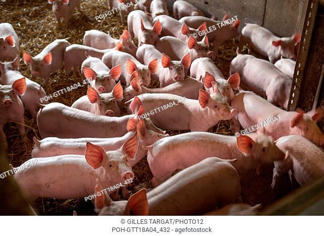 France, Région Normandie, Seine-Maritime, Terroir de Caux, Ambrumesnil, Le Cochon Campagnard, vente de produits fermiers à la ferme, charcuterie, elevage porcin