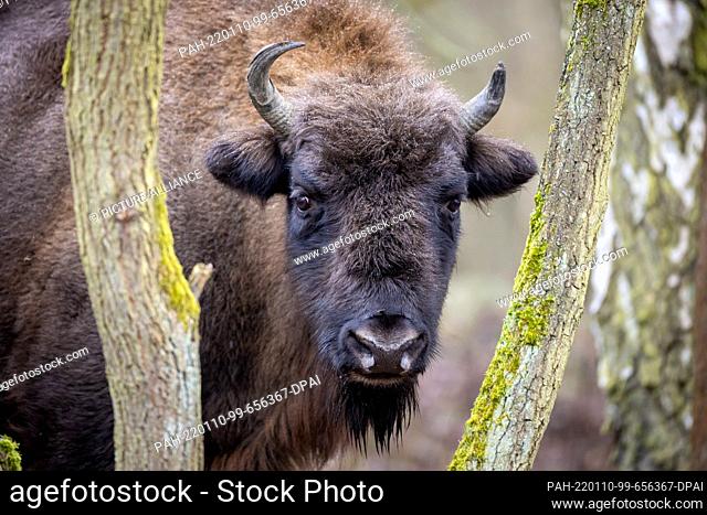 07 January 2022, Brandenburg, Dallgow-Döberitz: A bison looks into the camera. For more than 10 years, bison have lived largely undisturbed by humans in a...