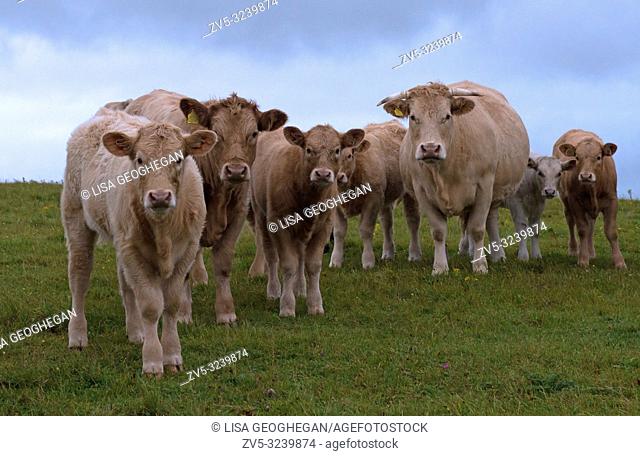 Herd of Cows-Bos taurus. England. Uk
