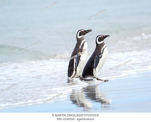 Magellanic Penguin (Spheniscus magellanicus). South America, Falkland Islands, January