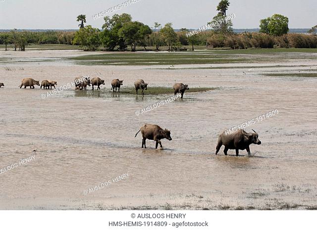 Thailand, Thale Noi, Water Buffalo (Bubalus bubalis), herd crossing lake
