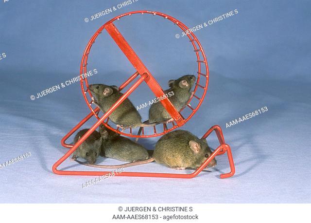 House Mice on Exercize Wheel (Mus musculus)