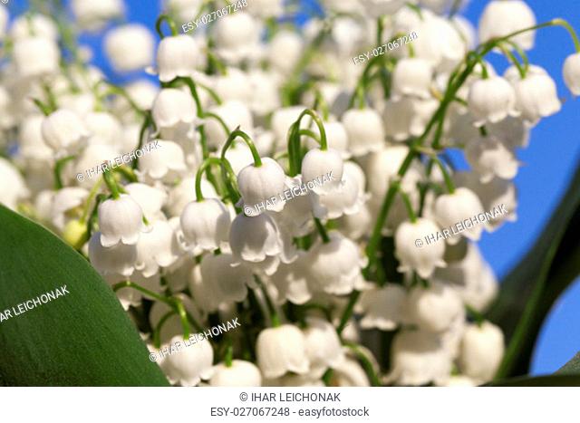 photographed close-up white flowers lily of the valley growing in the forest in the spring time of the year. Blue sky in the background