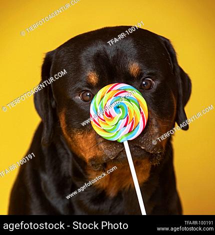 Rottweiler with lollipops