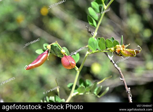Bladder-senna (Colutea orientalis) is a deciduous shrub native to eastern Europe. Fruits (legumes)