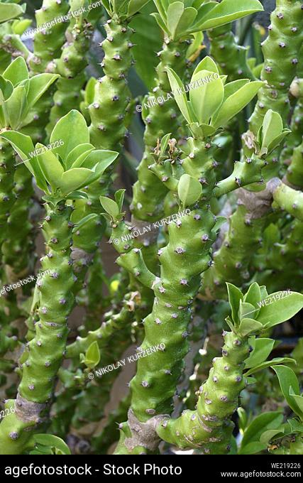 Leafy milk hedge (Euphorbia nivulina). Called Holy milk hedge and Dog's tongue also