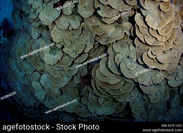 Colony of Plate coral (Turbinaria cf.) underwater, Gaafu Alifu Atoll, Maldives