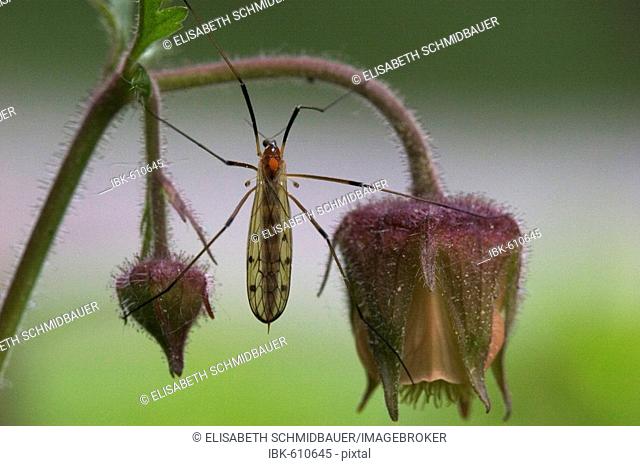 Crane Fly (Tipula sp.) on Water- or Purple Avens (Geum rivale), Bayrischer Wald (Bavarian Forest), Bavaria, Germany, Europe