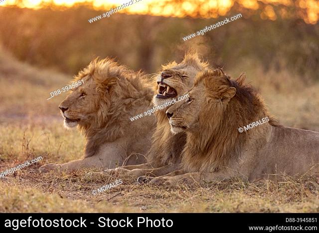 Africa, East Africa, Kenya, Masai Mara National Reserve, National Park, Males Lion (Panthera leo) lying in grass, brothers, grooming