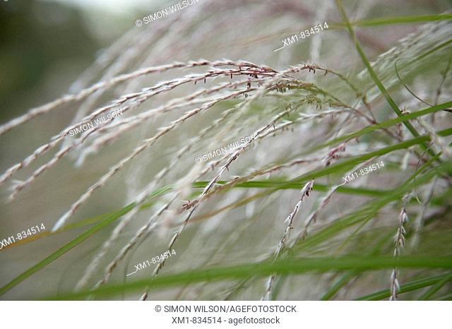 Close-up of grasses
