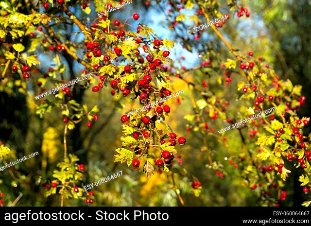 autumn forest, Golden autumn, yellow leaves