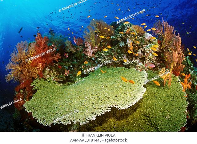 Coral Reef Scenic: Hard & Soft Corals & Tropical Fish, Fiji (Acropora sp.)