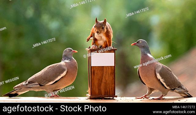red squirrel behind a desk with an hammer with pigeons