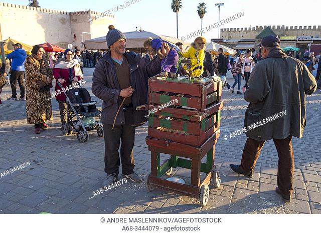 Barbary Macaque (Macaca sylvanus) monkeys are held captive to appear on the square in Meknes, for a fee. Photo: André Maslennikov
