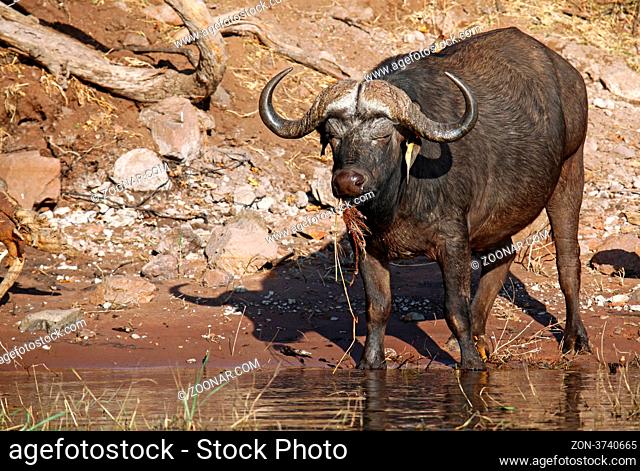 Kaffernbüffel am Chobe-Ufer mit Madenhacker, Syncerus caffer, Chobe Nationalpark, Botswana, african buffalo, Botsuana