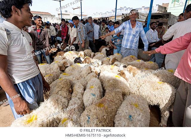 India, Rajasthan state, Shekhawati, Nawalgarh, cattle market