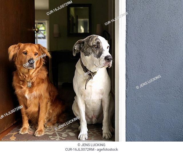 Two dogs sitting in doorway