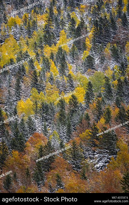 Autumn mixed forests and streams descending from the Besiberri valley to the Barrabés valley (Aran valley, Pyrenees, Catalonia, Spain)