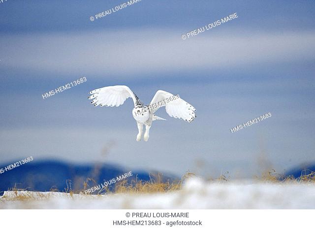 Canada, Quebec, Snowy Owl Bubo scandiacus