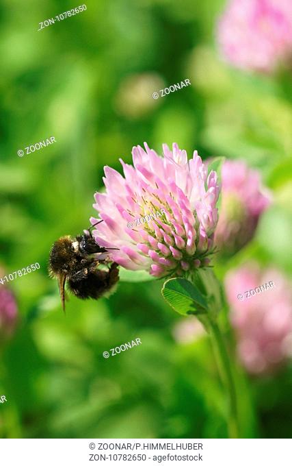 Trifolium pratense, Red Clover, with Bumblebee