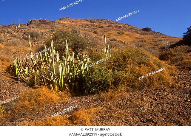 Old Man Cactus (Lophocereus schottii) Isla San Marcos, Gulf of CA, Mexico, Sonoran Desert